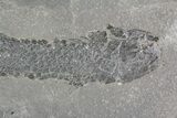 Devonian Lobed-Fin Fish (Osteolepis) - Scotland #92582-1